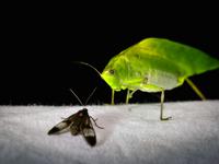 <p> Visitors on the sheet of the light trap. 
                This must be a very lively conversation. The cricket is listening 
                attentively with her ear located on the stretched-out elbow. </p>